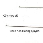 Cây móc tai dạng xoắn ( cây móc gió).